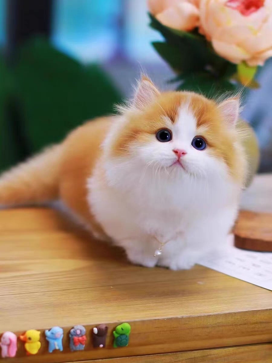 猫舍直销,批发价出售,米努特矮脚猫